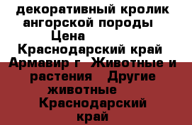 декоративный кролик ангорской породы › Цена ­ 3 000 - Краснодарский край, Армавир г. Животные и растения » Другие животные   . Краснодарский край